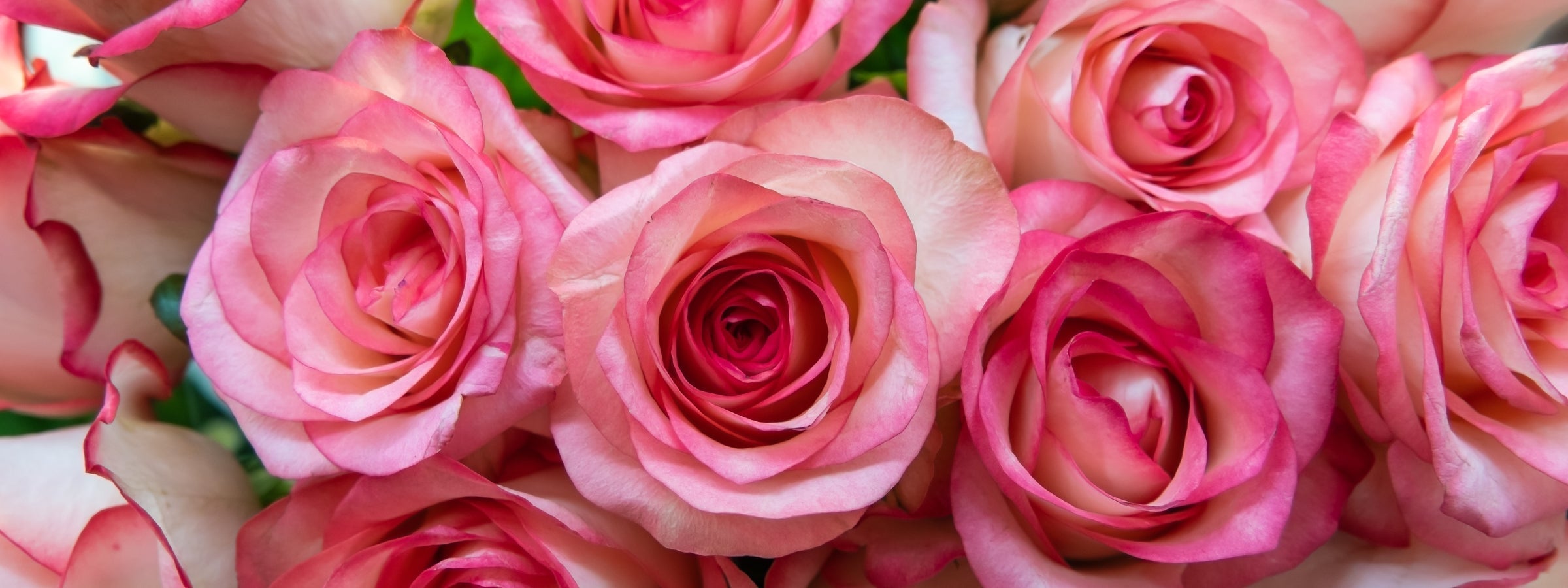 Close-up of several pink roses with delicate, soft petals blending shades of light pink and deep pink edges.